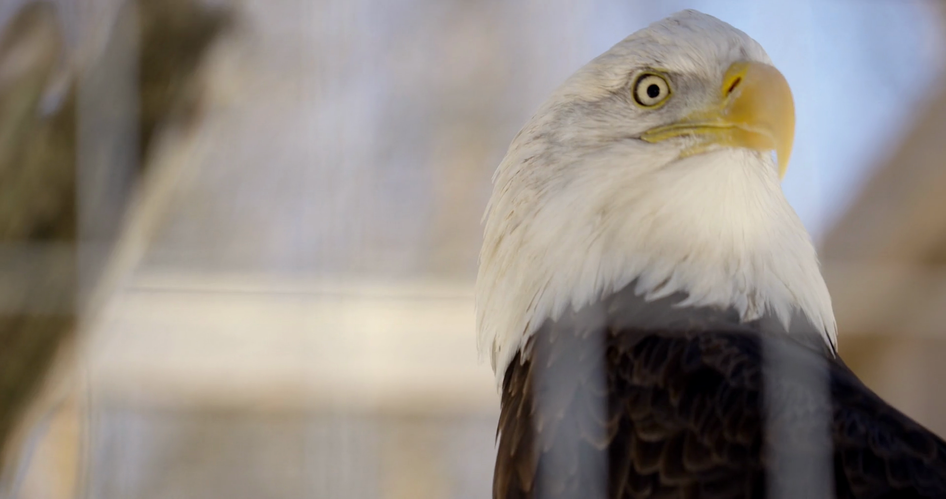 Bald Eagle In Captivity Looks Directy Into Stock Footage SBV347705819