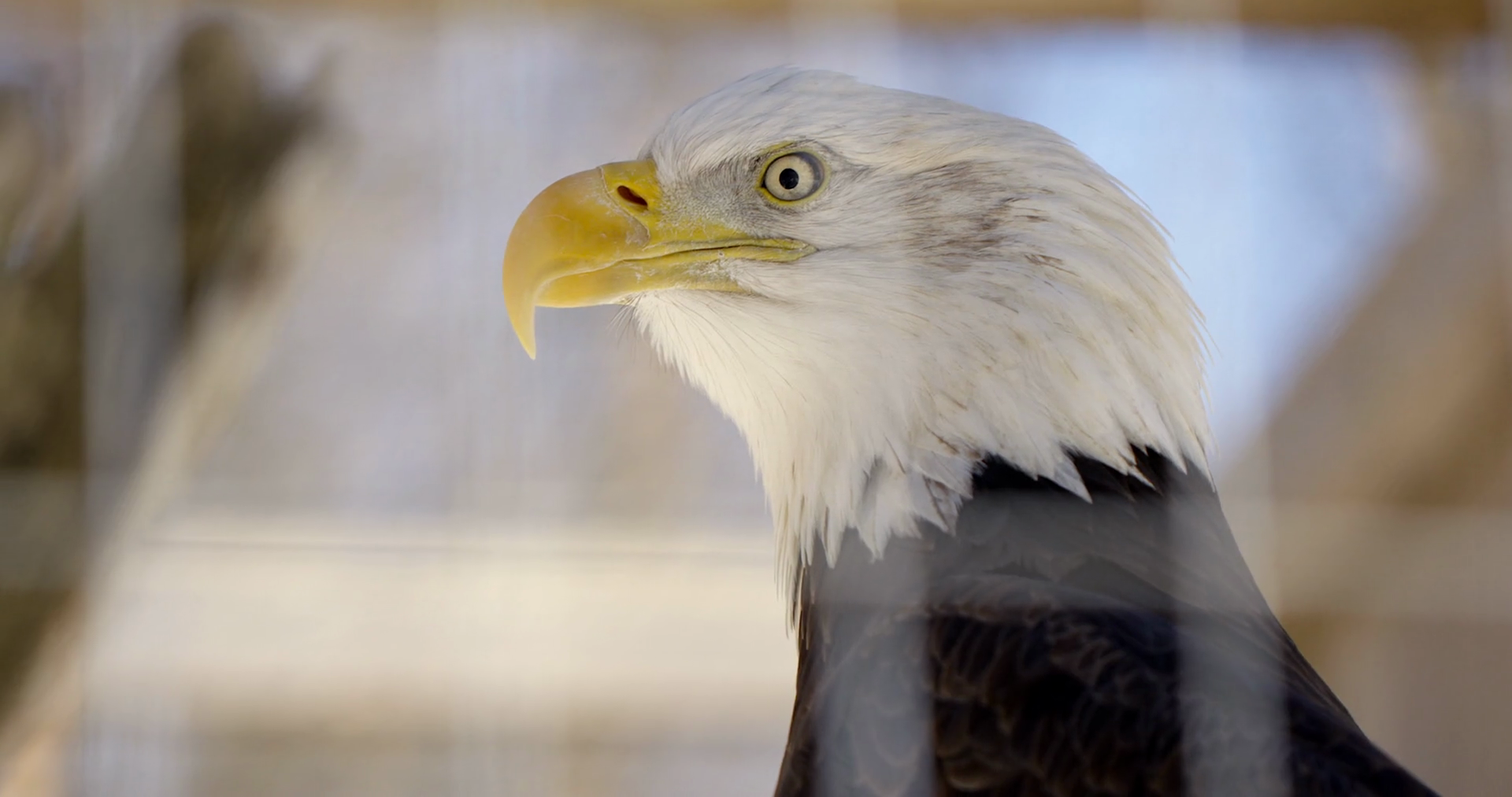 Bald Eagle In Captivity Side Profile Close Stock Footage SBV347705692