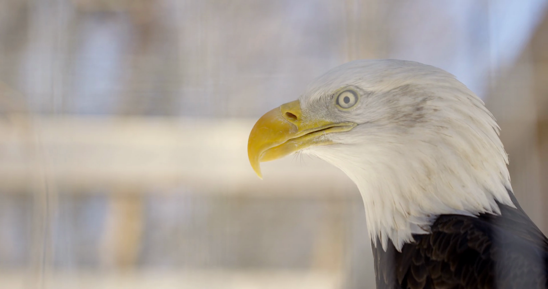 Bald Eagle Side Profile Extreme Close Up On Stock Footage SBV-347705858
