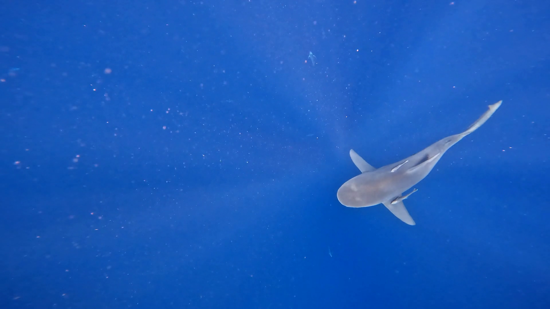 Bull Shark Swiming In Endless Blue Water Stock Footage SBV-347453043