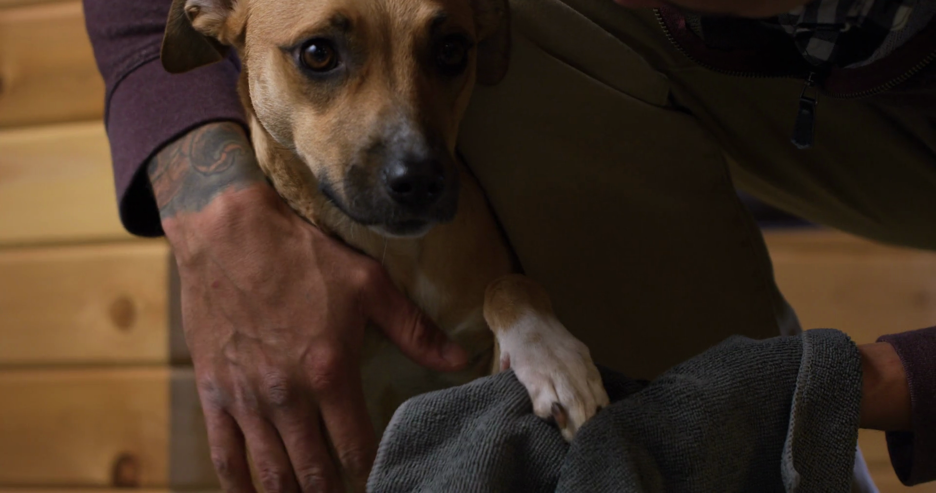 Dog Owner Gently Cleans Off Dogs Paws Muddy Stock Footage SBV347481022
