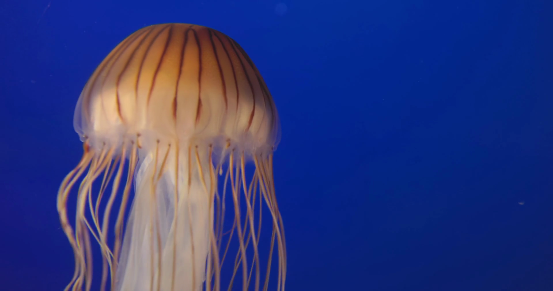 Japanese Sea Nettle Jelly Fish In Clear Deep Stock Footage SBV ...