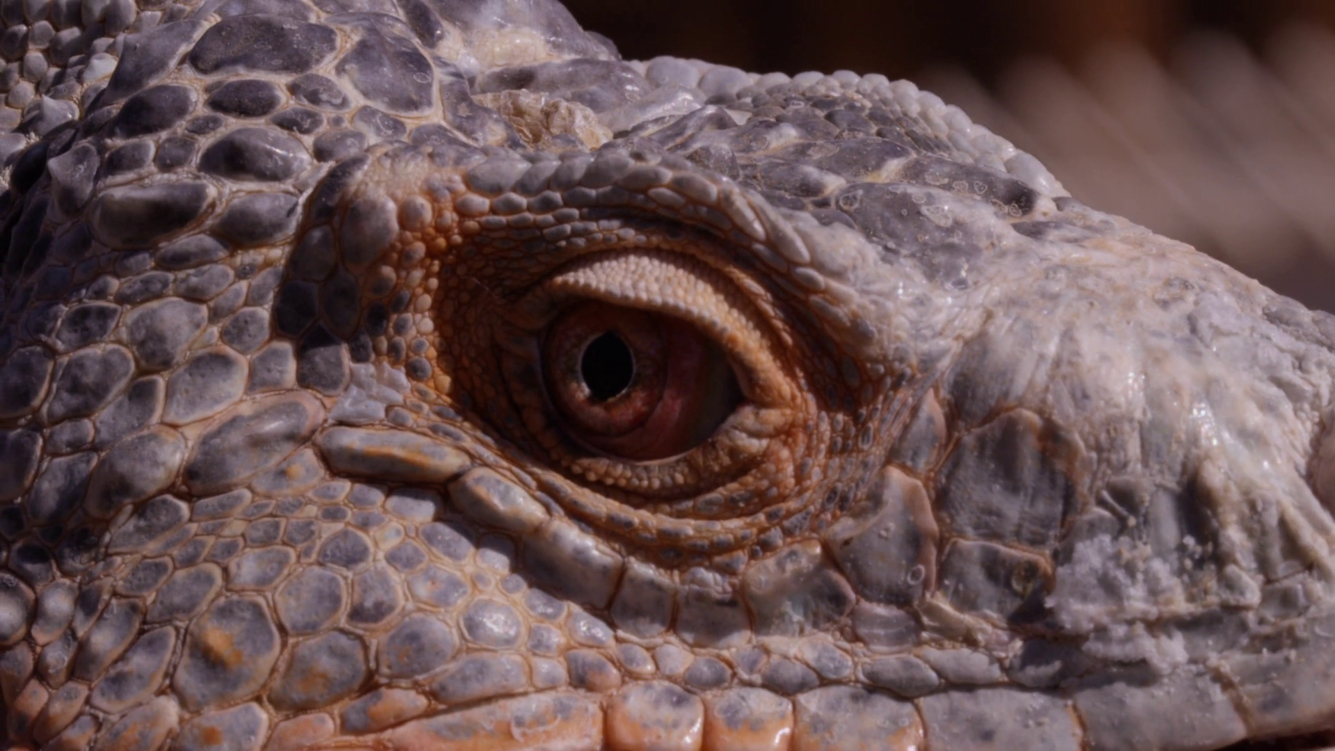 Reptile Eye Snaps Up To Look Towards Camera Stock Footage SBV-351907235 ...