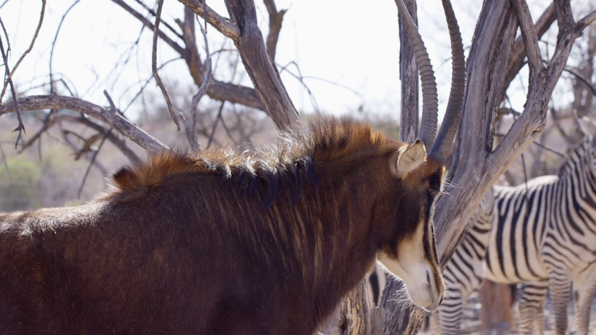 Sable Antelope Eating In Front Of Pack Of Stock Footage SBV-351907201 ...