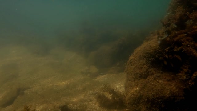 Underwater Murky Stock Footage: Royalty-Free Video Clips - Storyblocks