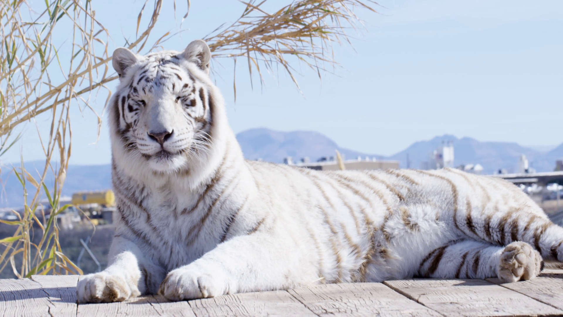 White Bengal Tiger Laying On Rooftop With Stock Footage SBV-352208149 ...