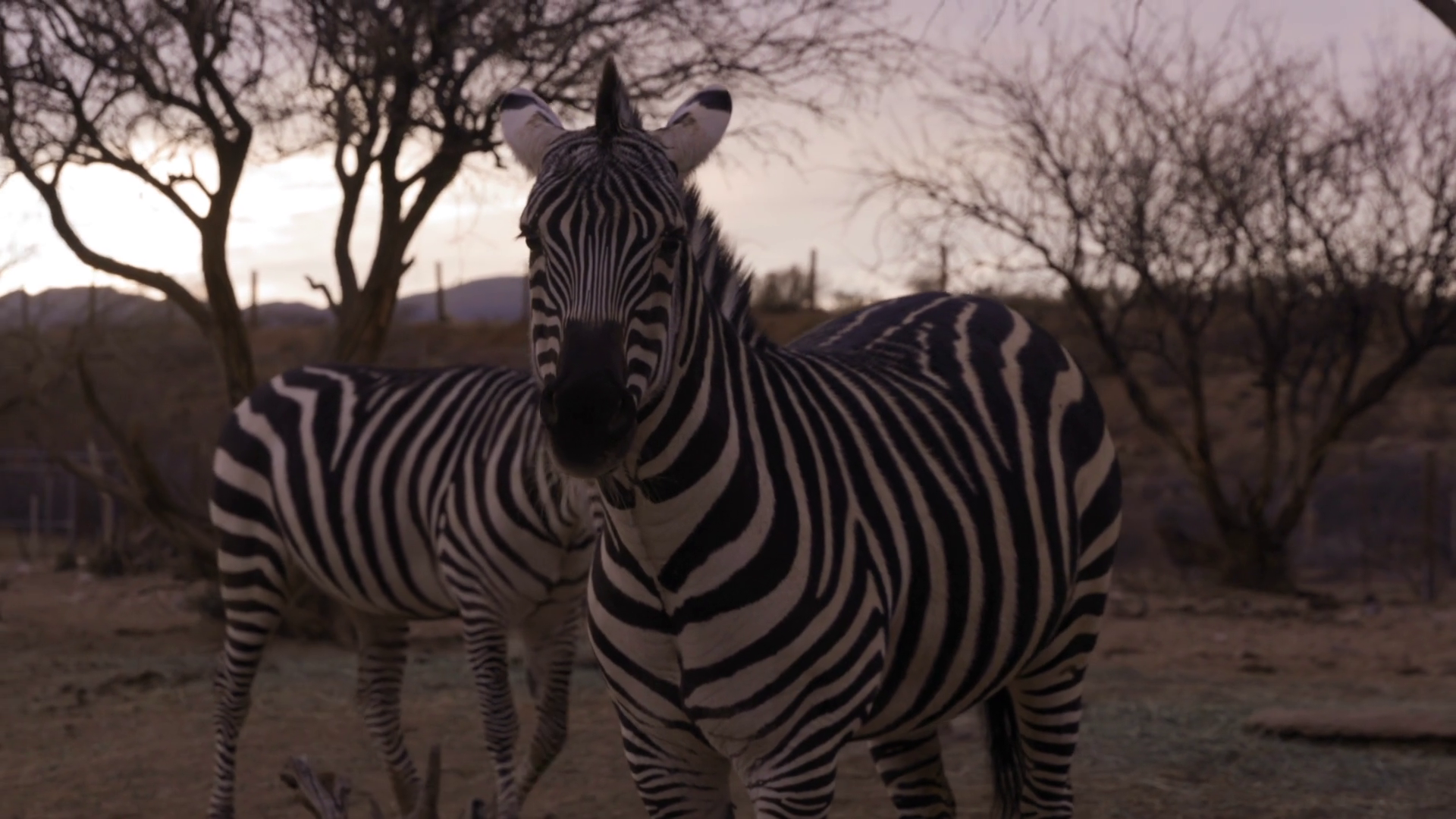 Zebras Looking Towards Camera At Sunset On Stock Footage SBV-351745687 ...