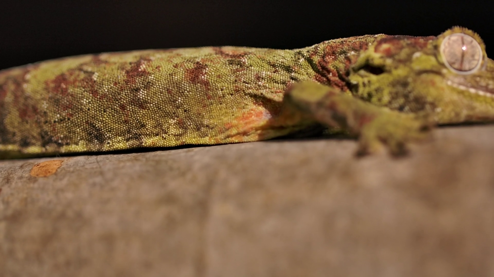 Chihuahua Geckomacro Leg Moving Close Up Stock Footage SBV-352216360 ...
