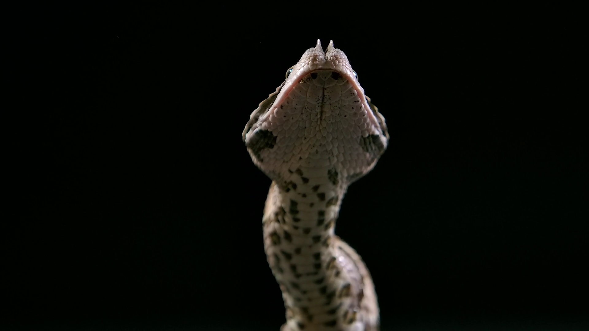 Gaboon Viper Dances Meal Down With Neck Stock Footage SBV-352216528 ...