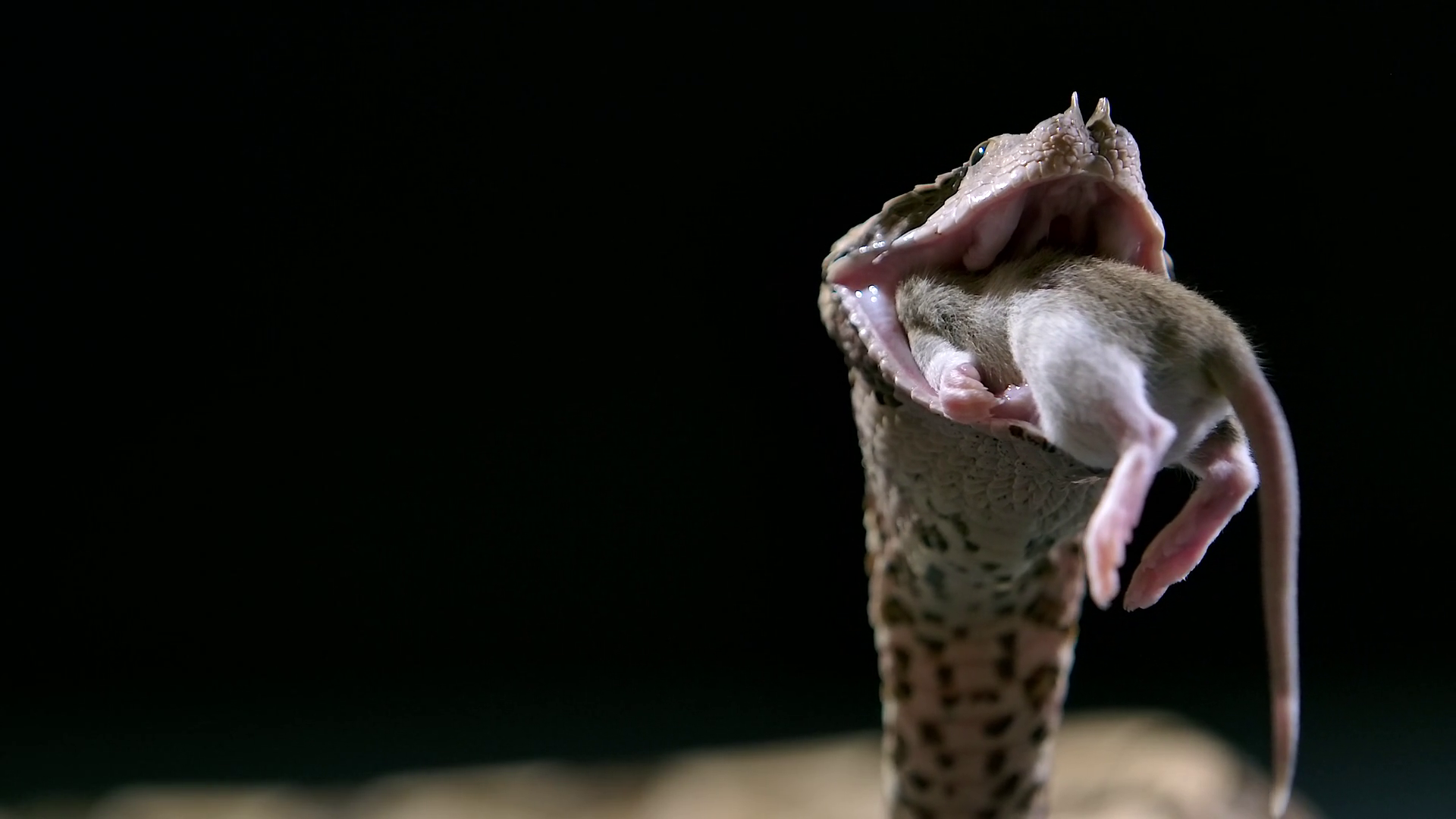 Gaboon Viper Using Fangs To Walk Prey Into Stock Footage SBV-352216557 ...