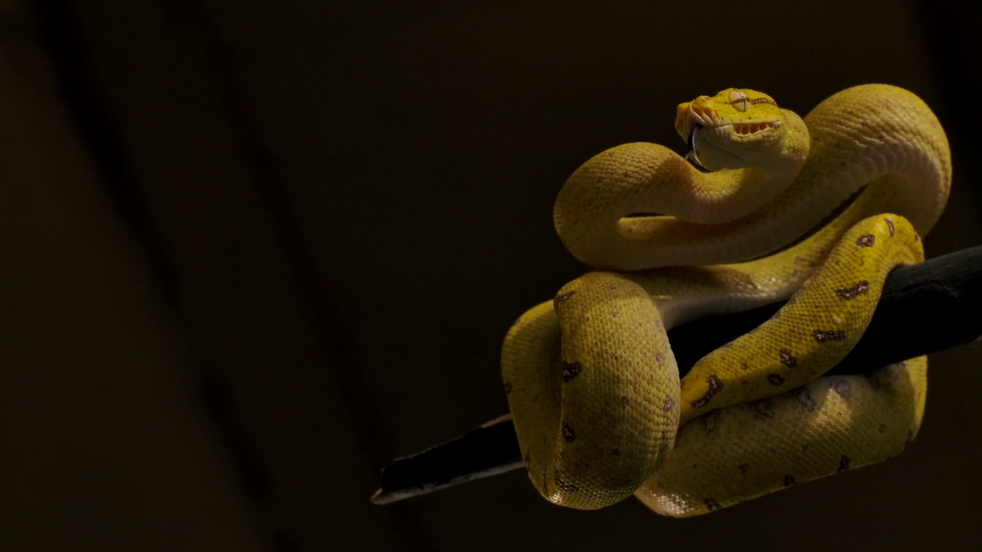 Green Python Strikes From Branch In Real Stock Footage SBV-352216598 ...