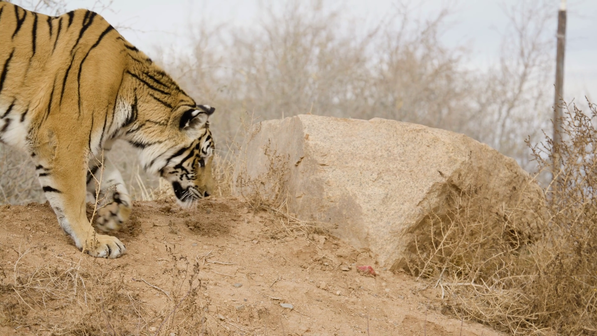 Hunting Tiger Close Up In Wild Stock Footage SBV-352288324 - Storyblocks