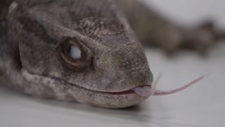 Monitor Lizard Slow Motion Tongue Smelling