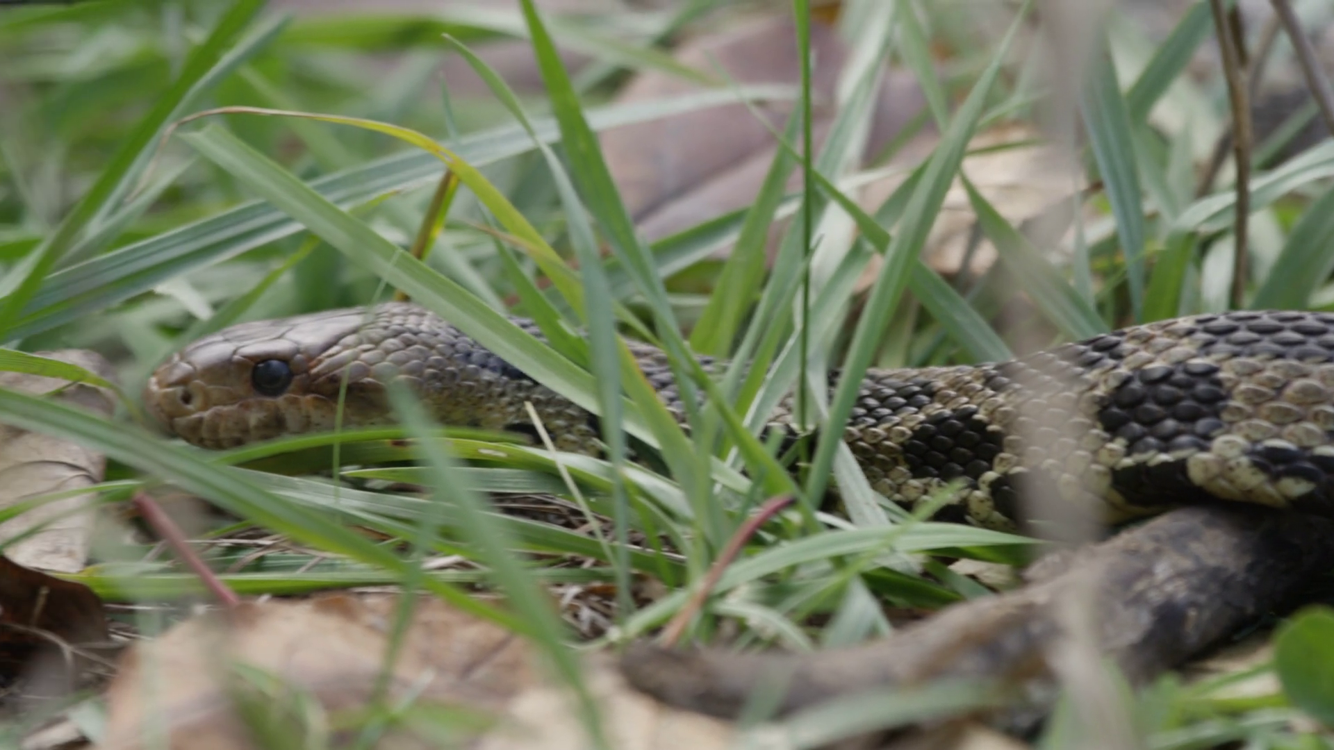 Snake Slithering Through Grass Stock Footage SBV-352201157 - Storyblocks