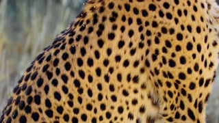 Extreme close up of head of an South African Cheetah (Acinonyx jubatus). Leopard cheetah.