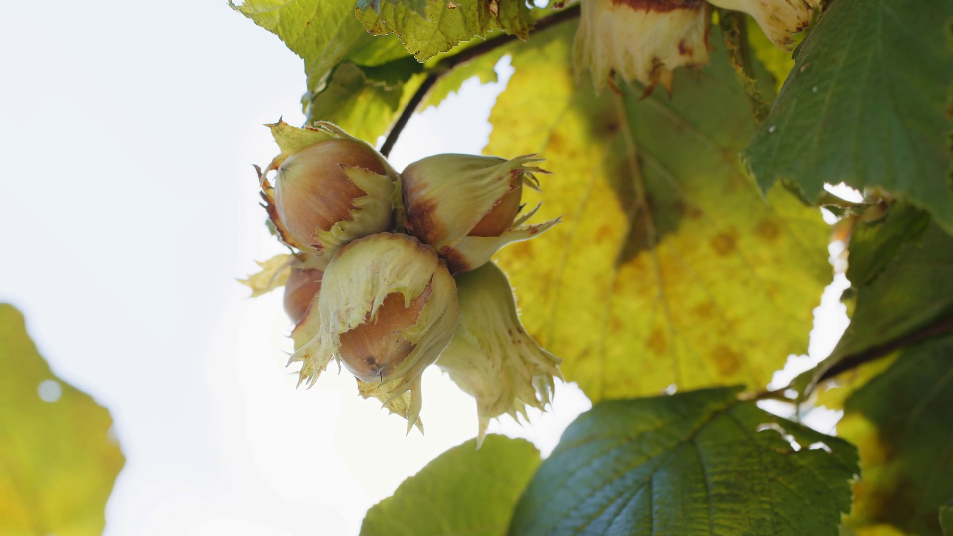 Close-up Ripe Hazelnuts On Hazel Tree Bunch Stock Footage SBV-352389266 ...