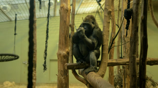 Gorilla sitting on wooden platform in zoo enclosure, captive primate indoors