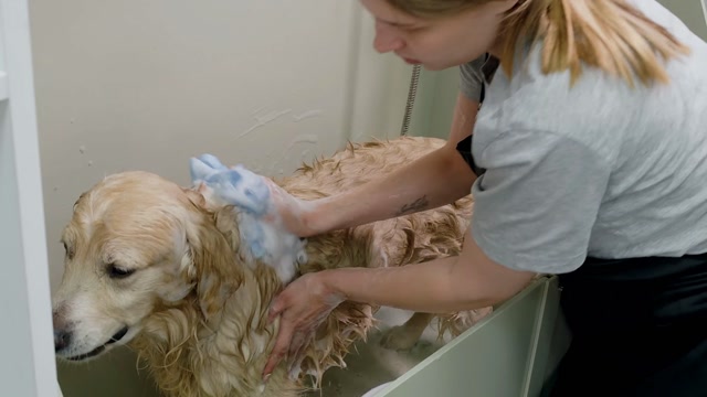 Cleaning | Animals stock footage - Storyblocks
