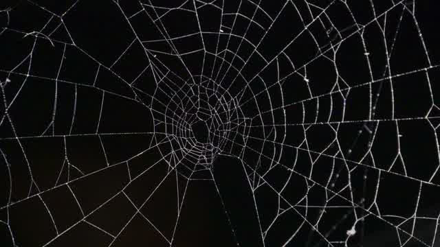 Spider Web Animation Stock Footage: Royalty-Free Video Clips - Storyblocks