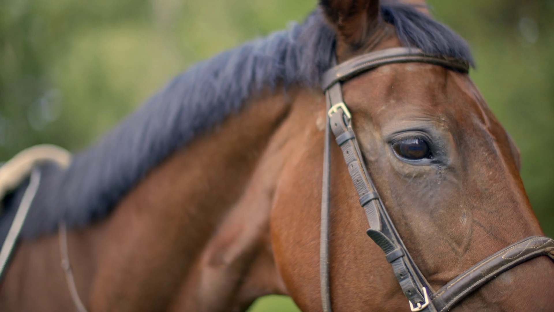 Close Up Brown Horse Portrait Brown Horse Face Eye Mane On Pasture At Farm Ranch Head Stallion Grazing On Green Field At Livestock Farm Stock Video Footage Storyblocks