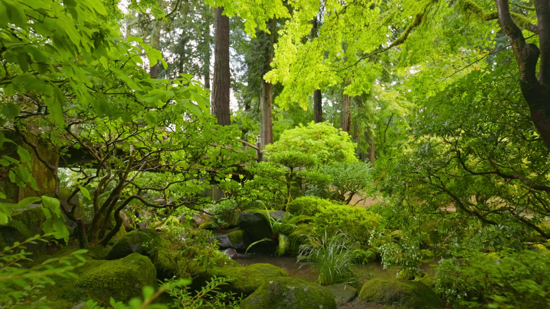 Camera Moves Between Green Plants To Stream Stock Footage SBV-352054873 ...