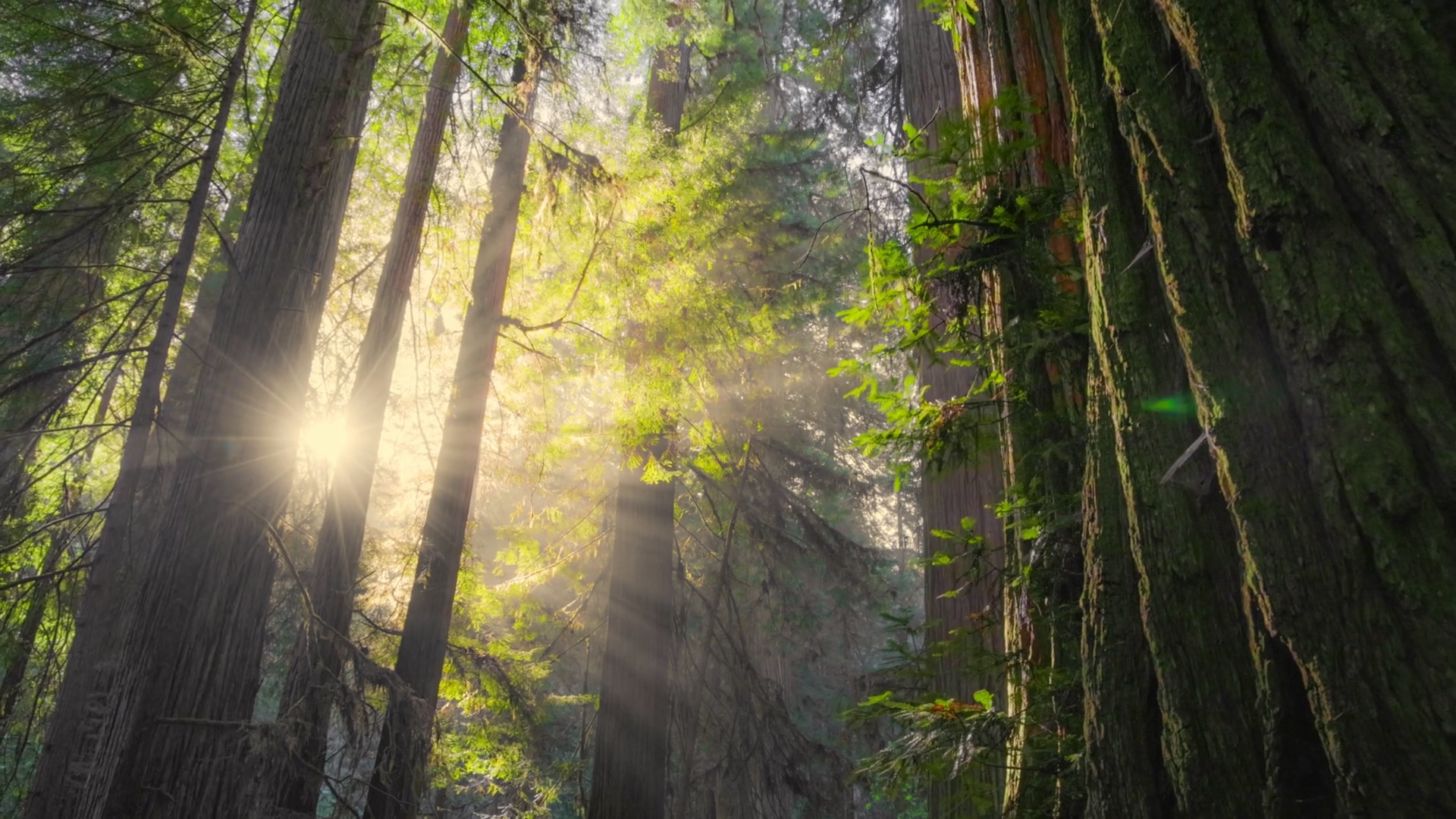 MLeWallpapers.com - Fern Canyon I, image size:1920x1080