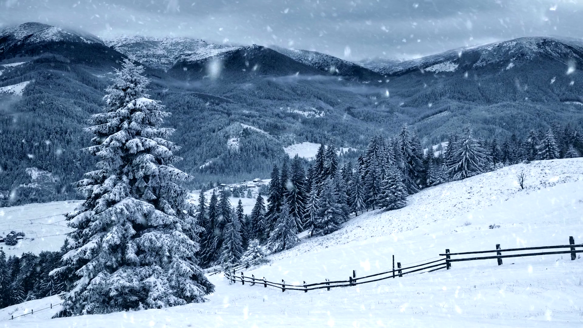 Winter Background Falling Snow Trees Snowy Stock Footage SBV-352532587 ...