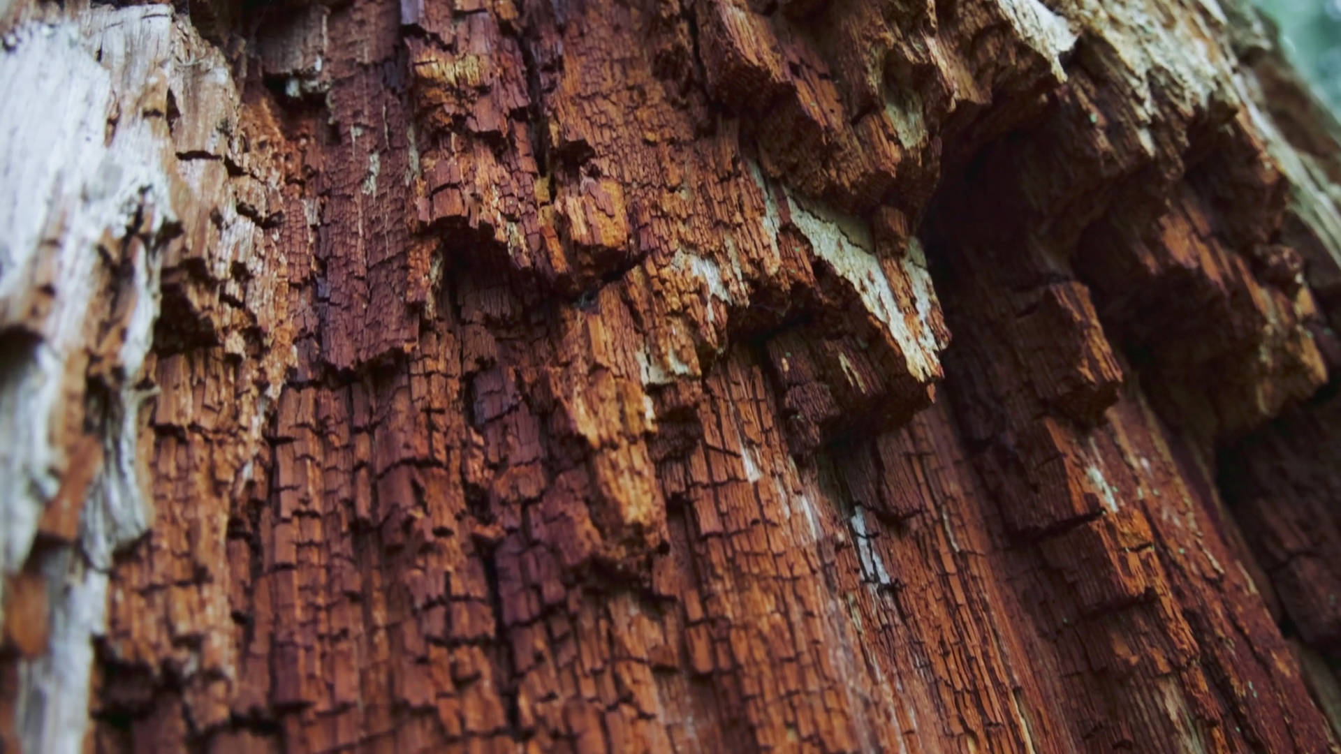 Decaying Tree Bark Rich Textures Patterns Of Stock Footage SBV ...