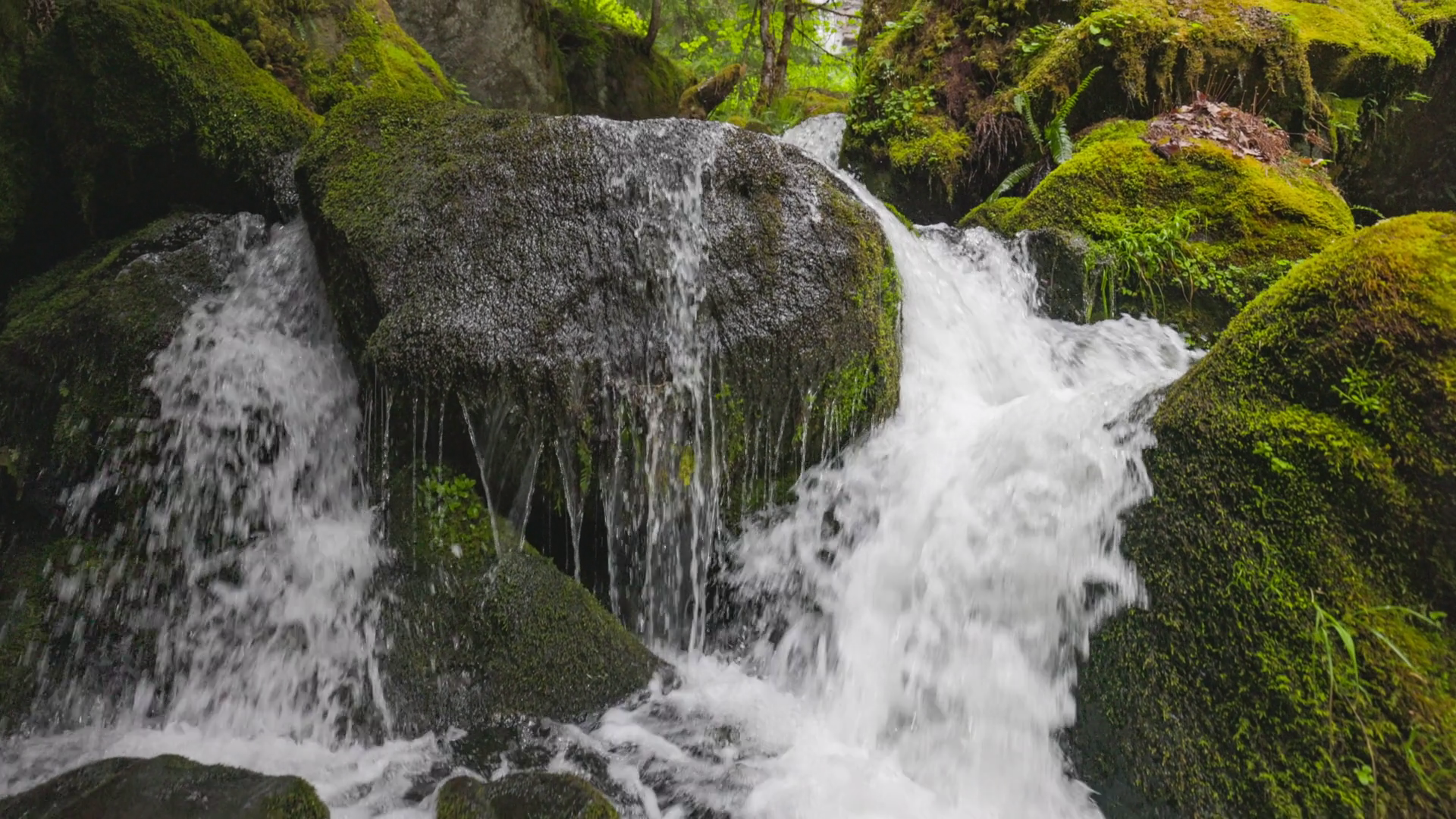 Moss-covered Stream In Lush Forest Waterfall Stock Footage SBV ...