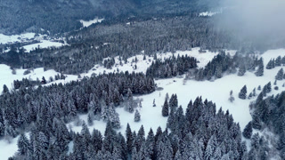 Aerial View of Snowy Winter Forest with Light Fog