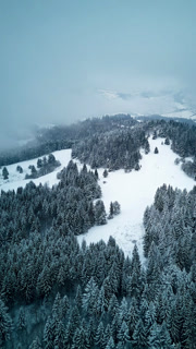 Vertical drone pull-back through winter fog over snowy mforest