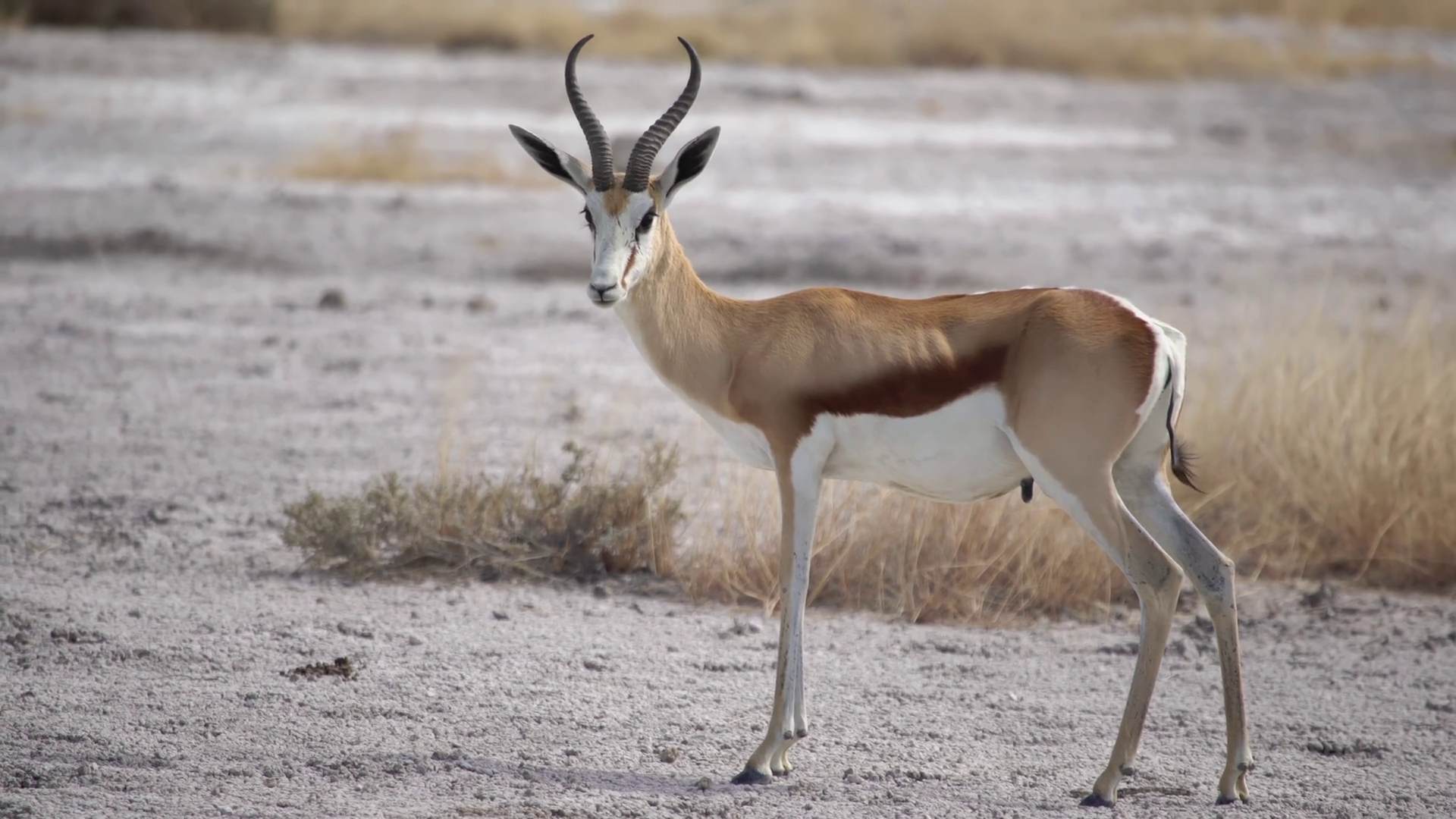 Springbok Antelope In Wild Safari In Africa Stock Footage SBV-352323687 ...