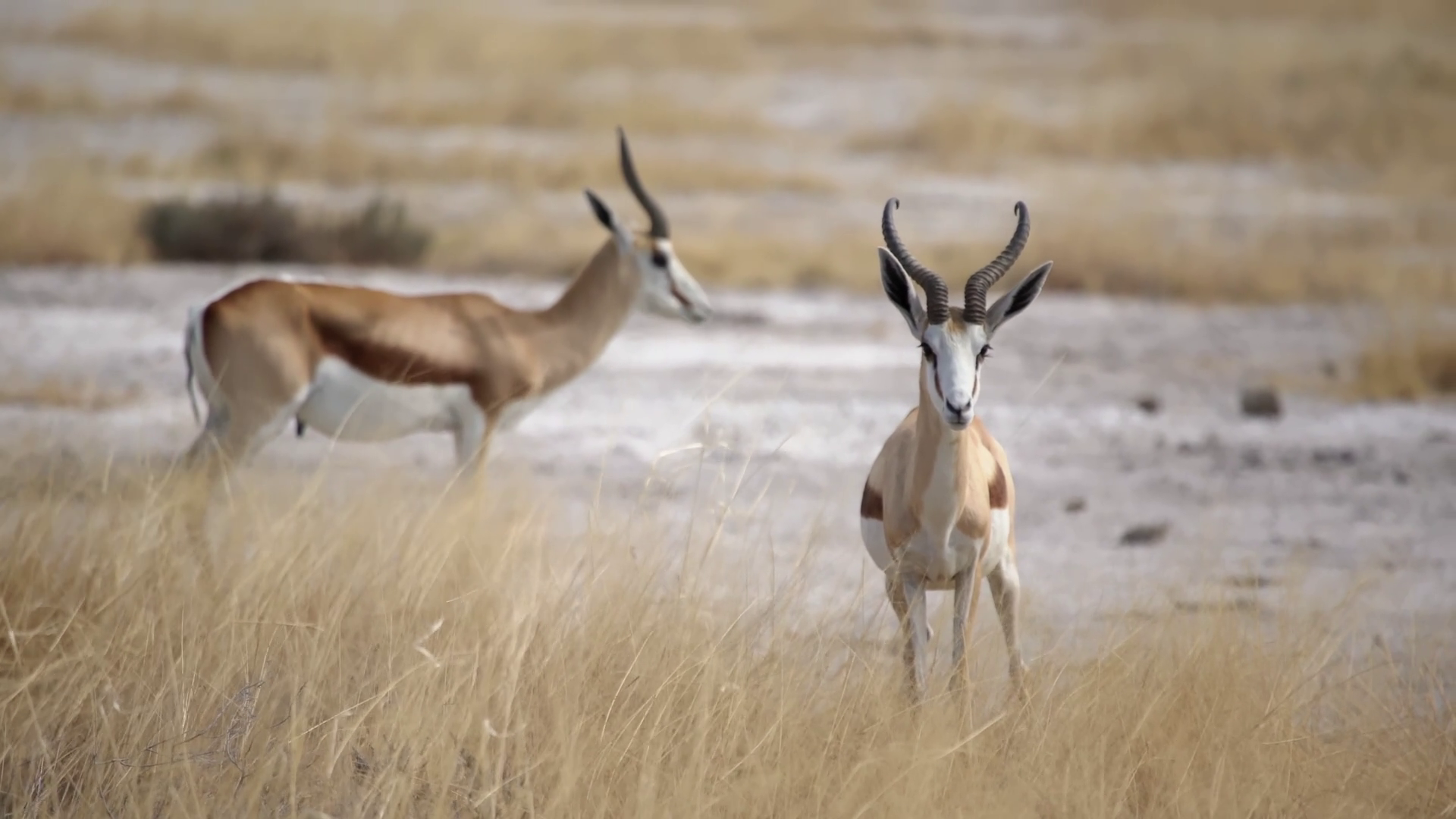 Springbok Antelope In Wild Safari In Africa Stock Footage SBV-352324804 ...
