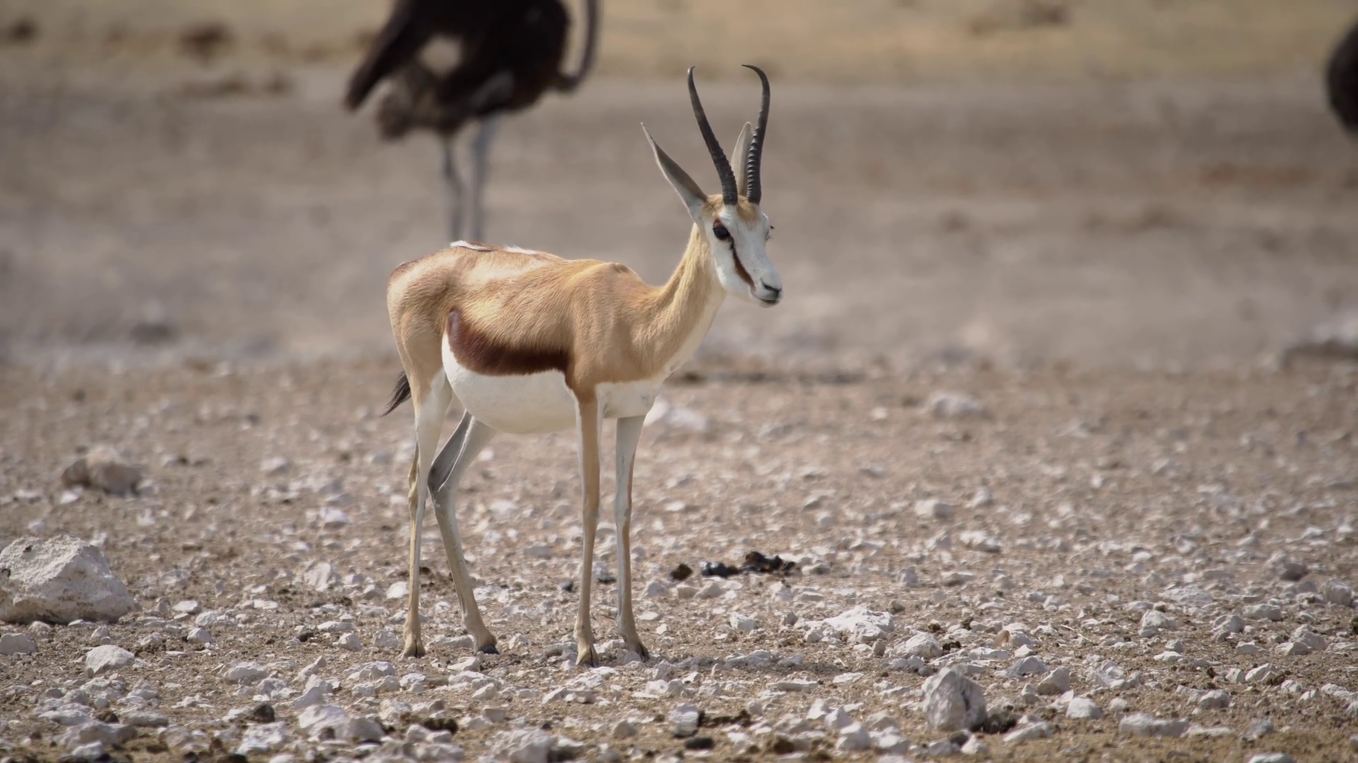 Ostrich Bird Springbok Antelope In Wild Stock Footage SBV-352027708 ...