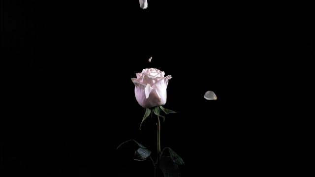 falling-white-rose-stock-footage-royalty-free-video-clips-storyblocks