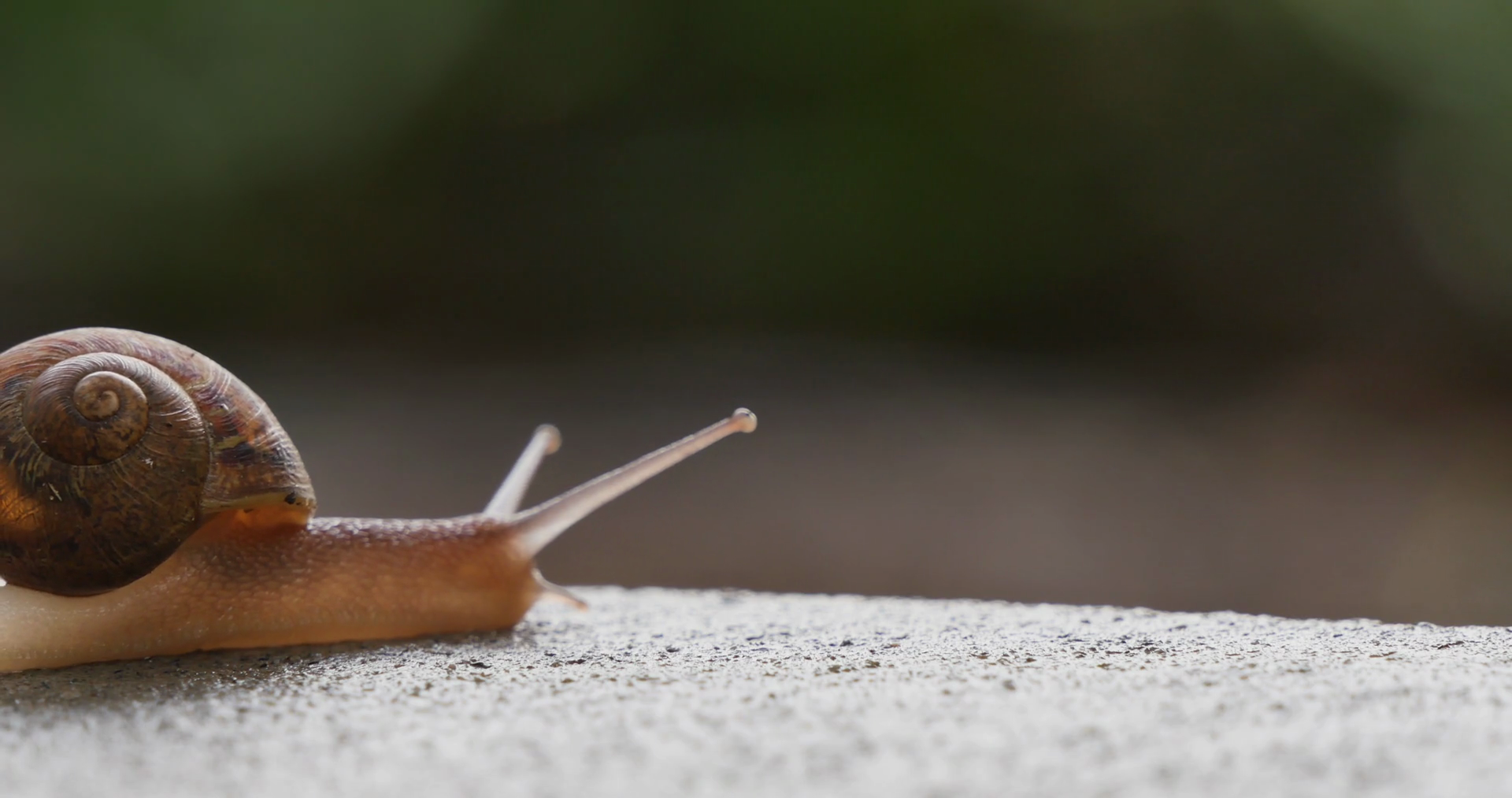 A Tiny Snail Gracefully Moves Along Sidewalk Stock Footage SBV ...