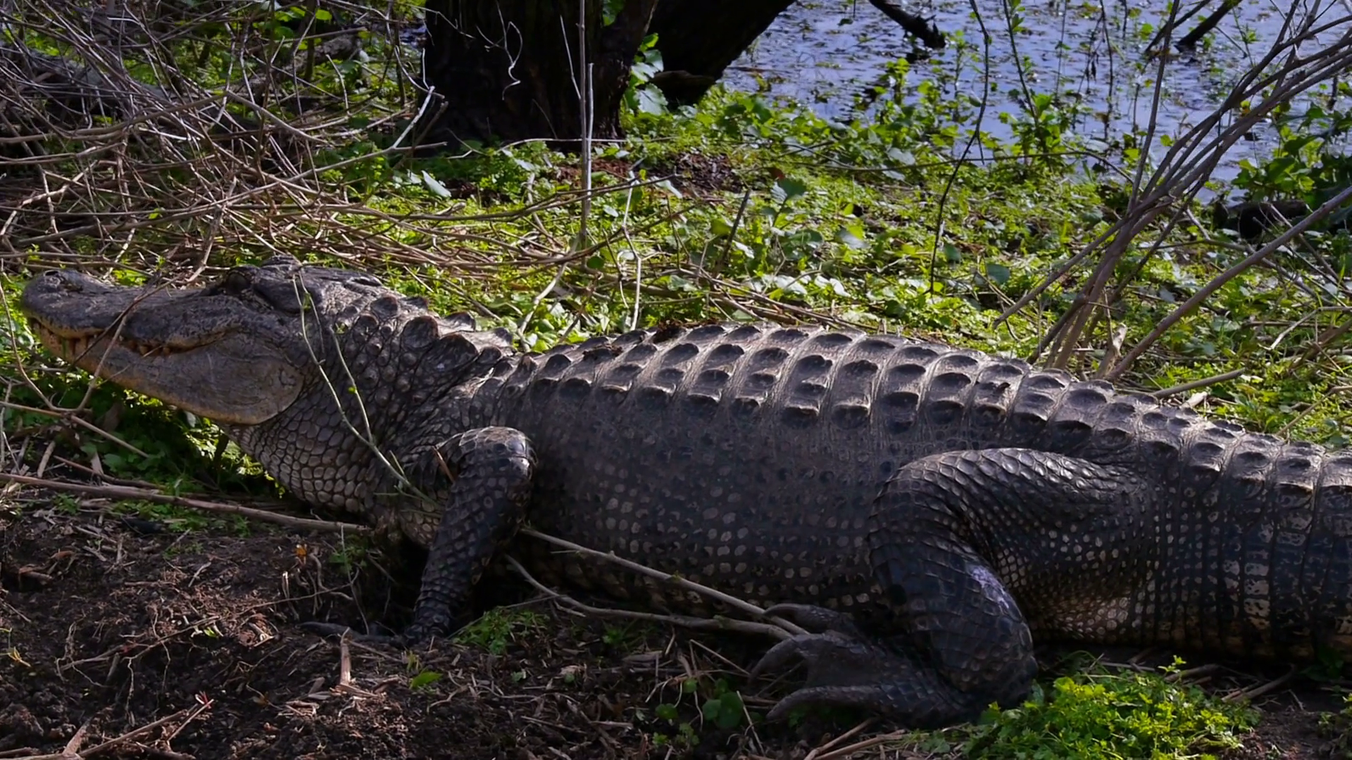Alligator on the Shore of a Swamp 4040 Stock Video Footage - Storyblocks