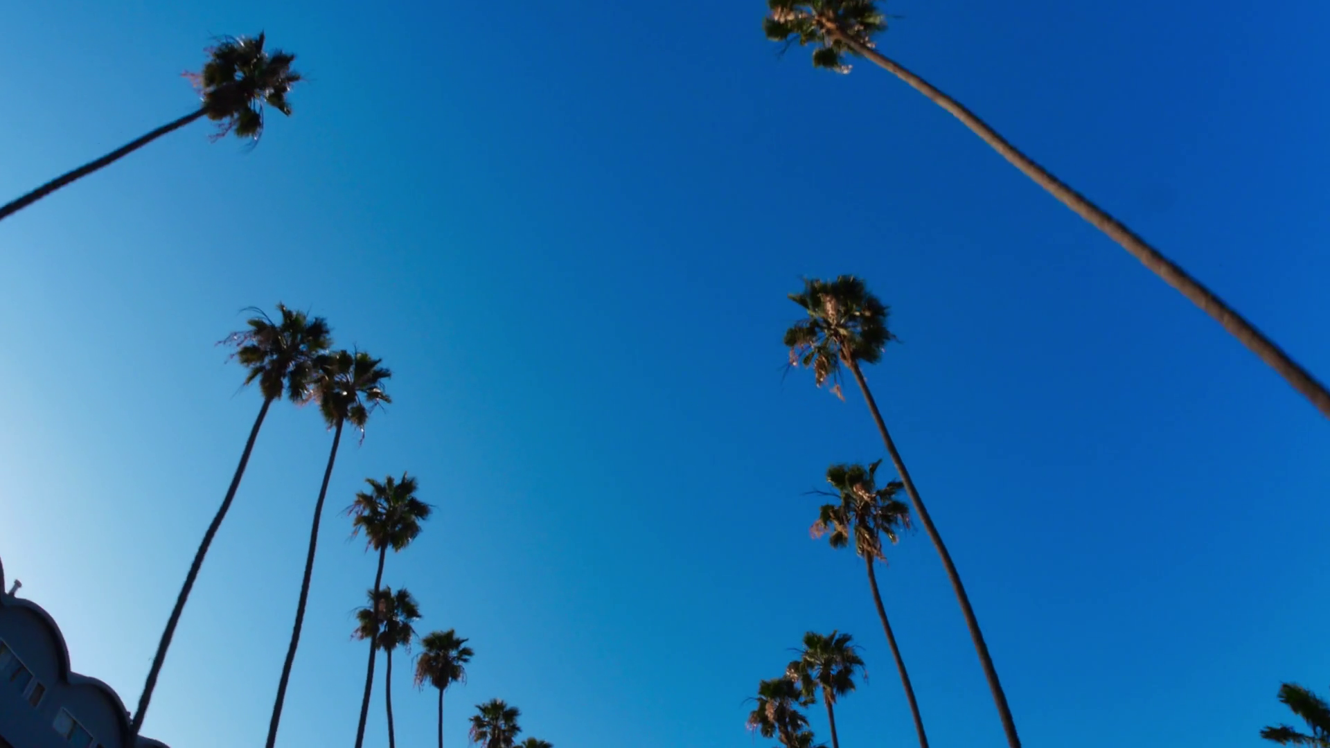 Driving Under Beverly Hills Palm Trees Stock Footage SBV300324753