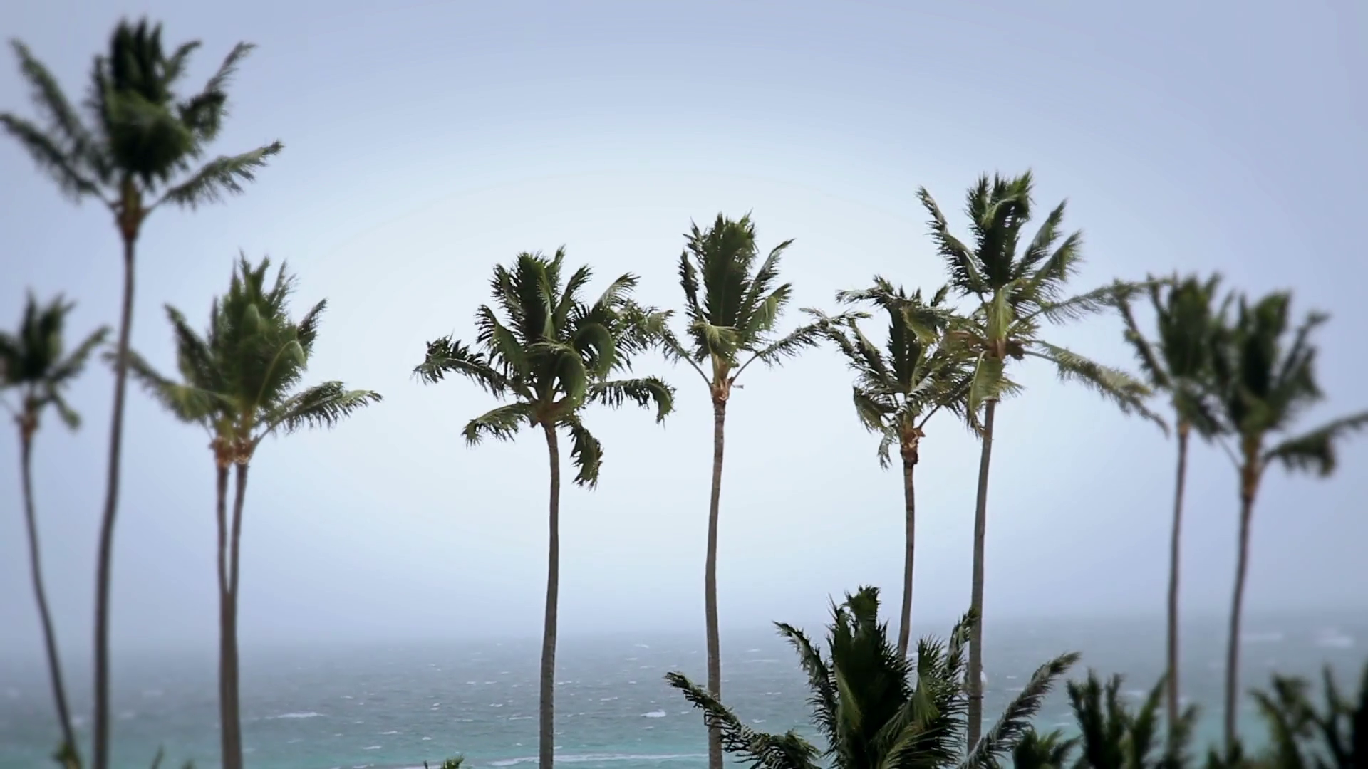Tropical Storm Palm Trees Stock Video Footage 0024 SBV300231858 Storyblocks