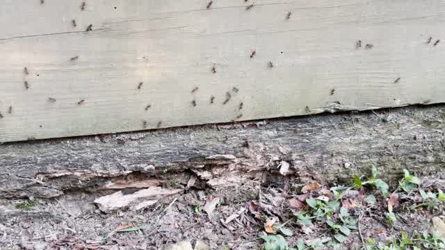 Termites In Wood Stock Footage: Royalty-Free Video Clips - Storyblocks