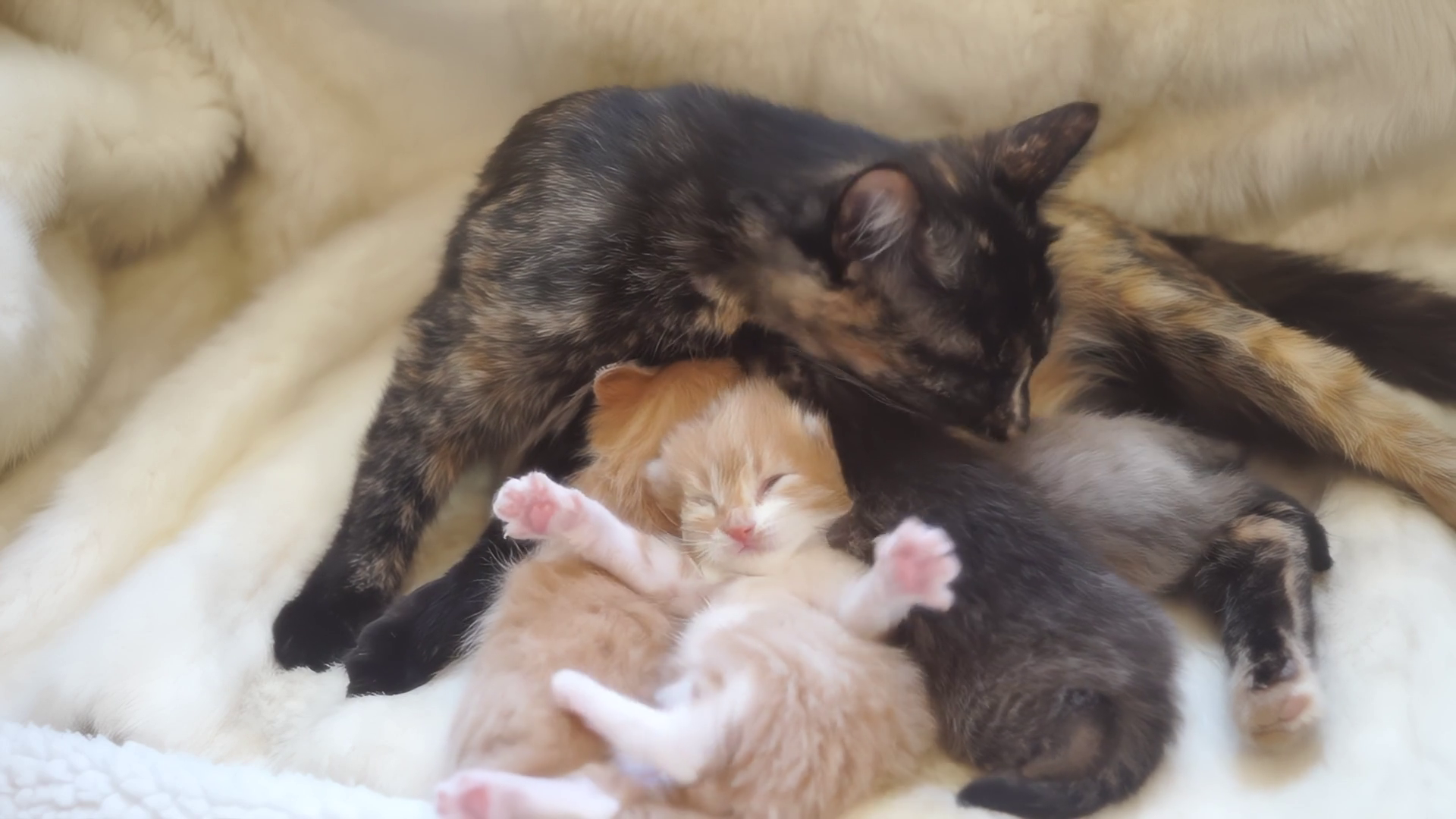 A Tortoiseshell Cat Feeds Newborn Kittens Stock Footage SBV-352034025 ...
