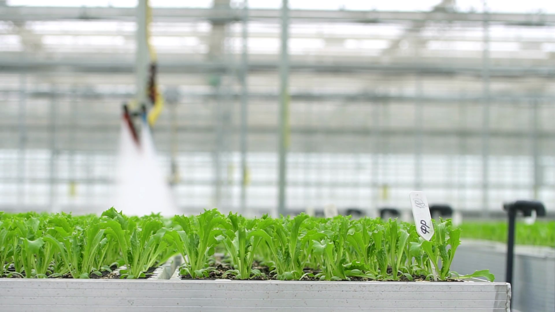 hydroponic farm and watering green plants with equipment in greenhouse