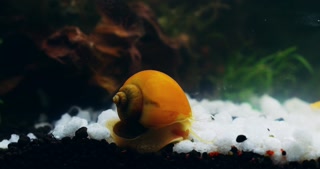 Time lapse of yellow sea snail, aquarium or underwater animals in natural environment, tropical tank or coral reef ecosystem