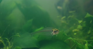 Fish pets, aquarium and underwater tropical animal in blue water swimming in a tank