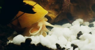 Yellow sea snail, coral reef and underwater animals in natural environment, tropical tank and aquarium ecosystem