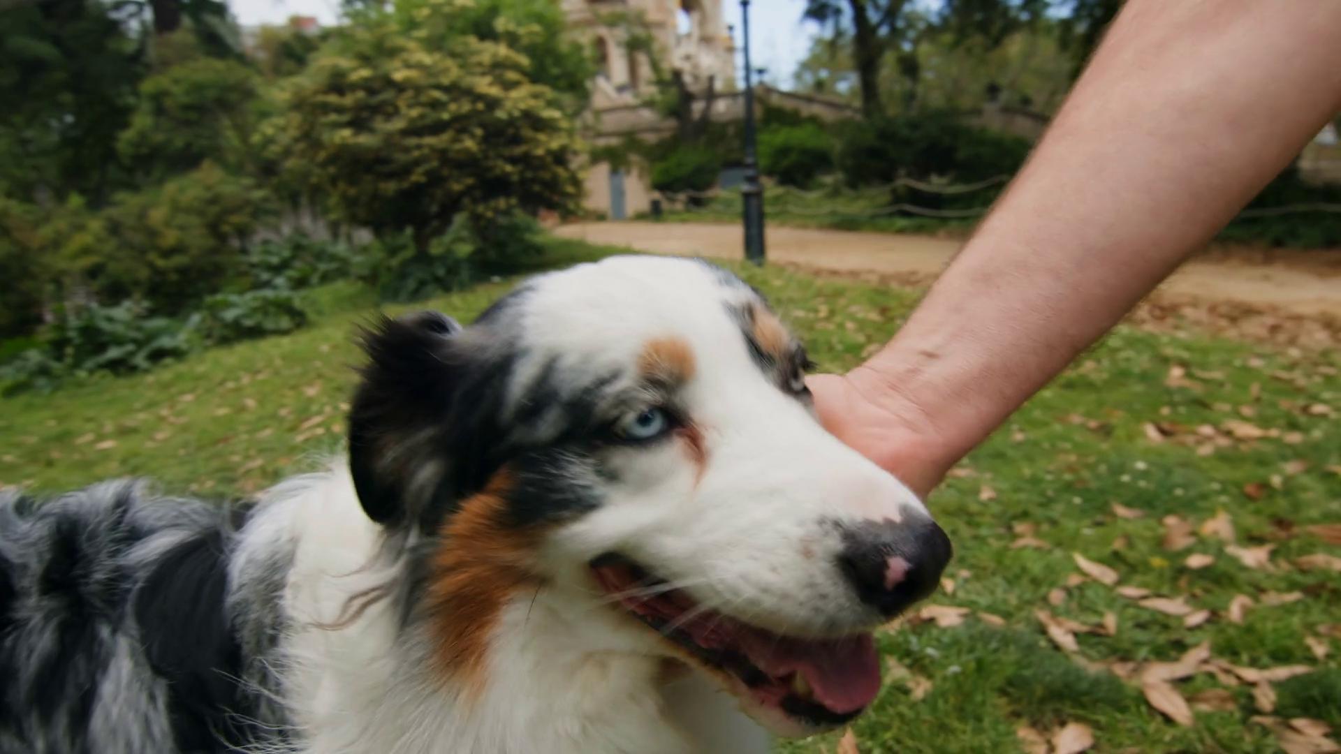 Australian Shepherd Dog Portrait With Stock Footage SBV-351920533 ...