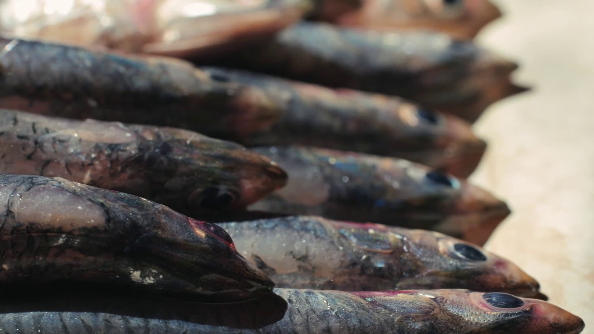 Fresh Sea Sardines Anchovy Fish Mullus On Stock Footage SBV-352303294 ...