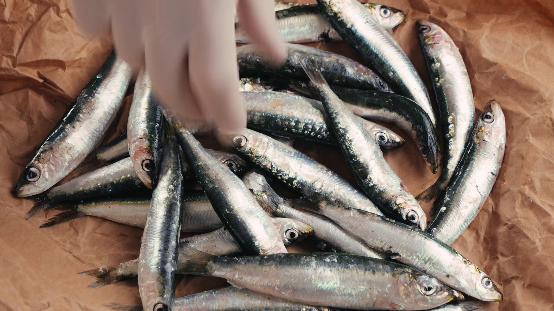 Fresh Sea Sardines Anchovy Fish Mullus On Stock Footage SBV-352207601 ...