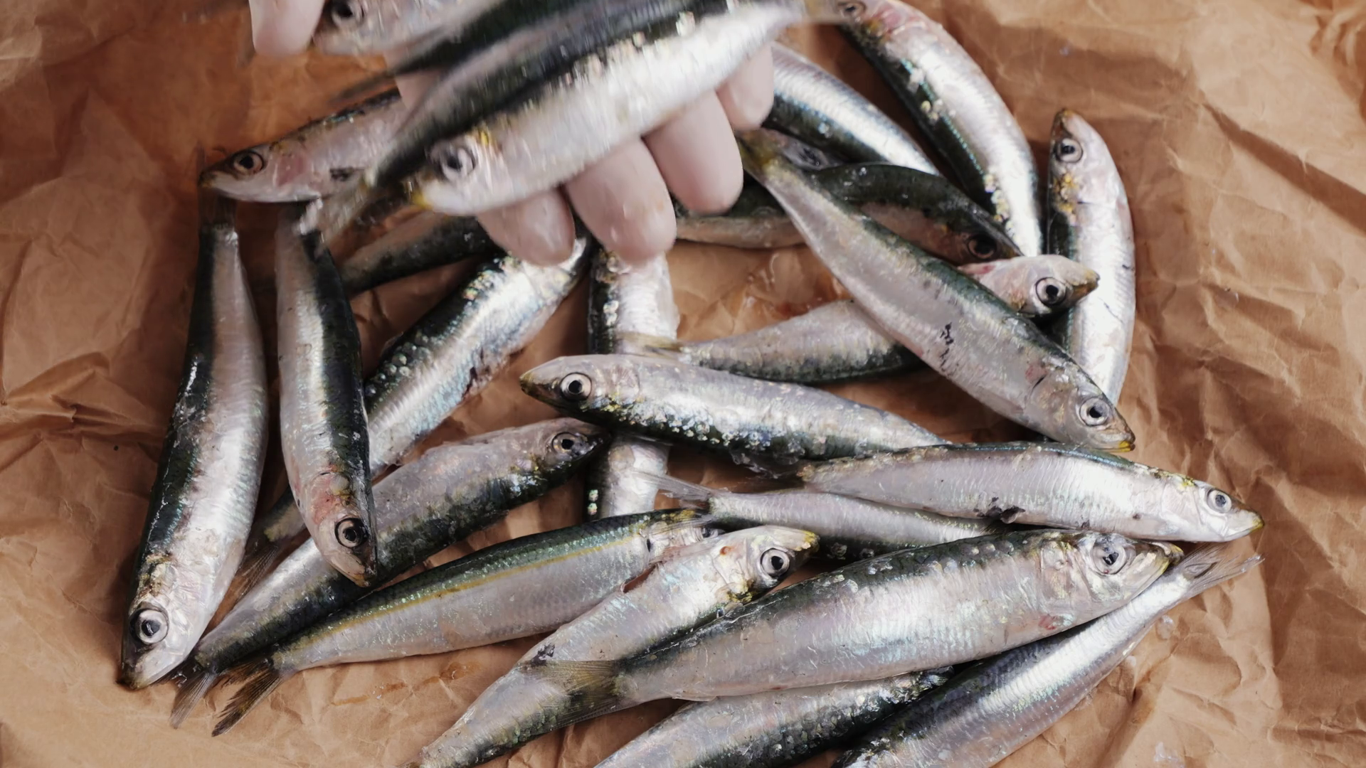 Fresh Sea Sardines Anchovy Fish Mullus On Stock Footage SBV-352408375 ...