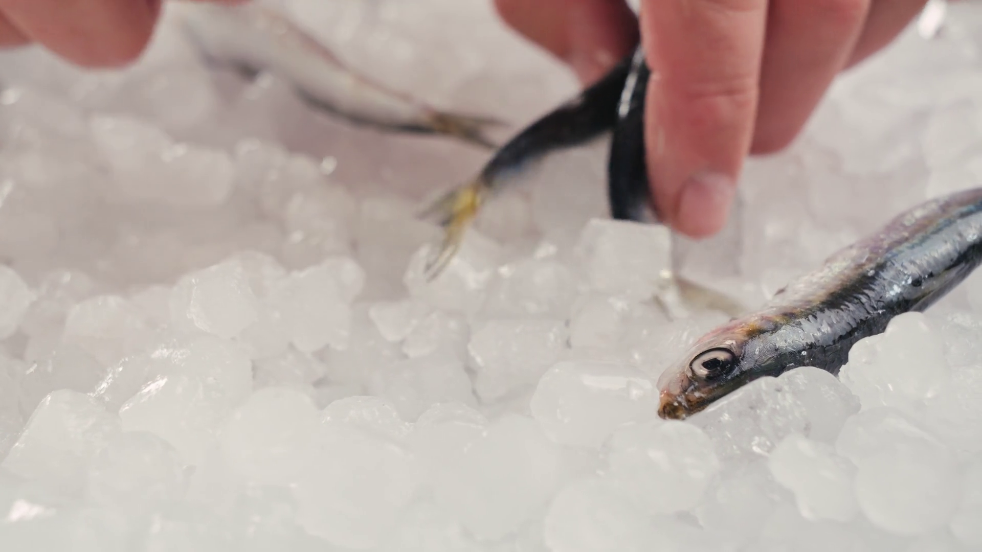 Fresh Sea Sardines Anchovy Fish Mullus On Stock Footage SBV-352457591 ...